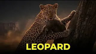 The Shadow Cat That Stores Kills in Trees - Leopard