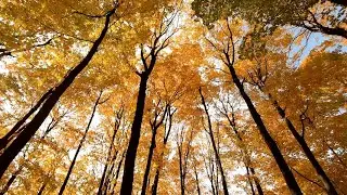 A Glimpse of Autumn | Wind Chimes, Leaves Falling - Fall Ambience to Watch the Leaves Fall to