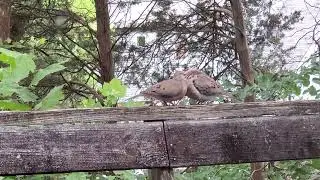 Lovebird Pigeons Kissing And...