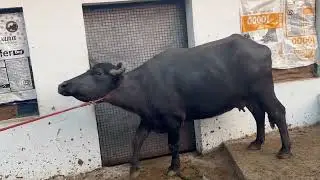 99924 97531