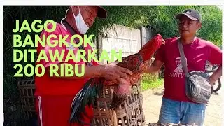 Lapak jago bangkok di pasar hewan Purbalingga sepi. Sedikit pedagang yang menawarkan jago bangkok. 