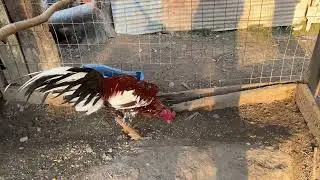 Qaib Beautiful Old School Back Breaker