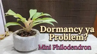 Philodendron Plant Dormancy Explained 🌿 | Yellow Leaves Problem & Mini Bonsai Care (Full Guide)