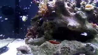 fuzzy dwarf lionfish and Saddle Valentini Puffer