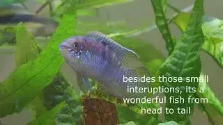 Laetacara curviceps - Brazilian Dwarf Smiling Cichlid - South America