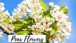 Pear flowers | Bee pollinating | relaxing view of nature | England