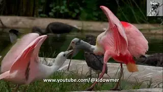ROSEATE SPOONBILL Chick (Fledgling) begging for food