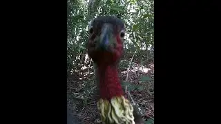 Some Brush Turkey aka Alectura lathami footage from wildlife camera in backyard