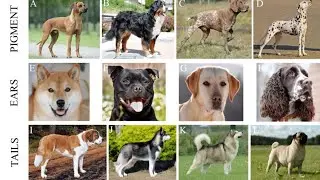 Domestication Syndrom in Dog