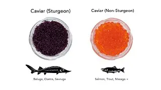 The process of making caviar🦈 | one of the world's top three delicacies