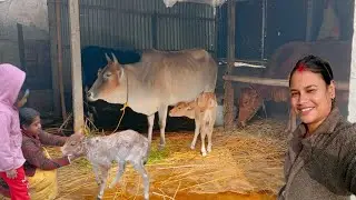 বহুদিন অপেক্ষার পর শেষমেষ অনেক কষ্টে নতুন গরু বাড়িতে নিয়ে এলাম #cow #dailyvlog #pujabapigallary 