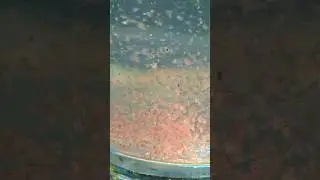 Bina Starter ka Daphnia or Moina Culture Ho Sakta Hai?🤔 #shortsvideo #fishshorts #livefoodforfish