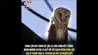 chim lon