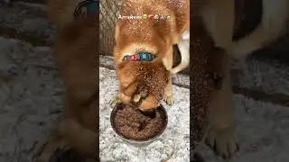 Алтай ничего не видит😒🥲и видеть уже не сможет, но он излучает самый яркий свет, отогреет сердце💔