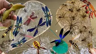 Catching Dragonflies: Sky Painters with Transparent Wings