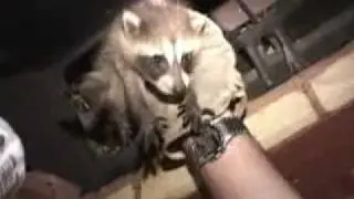 Humane Animal Control and Removal | Vancouver Wildlife