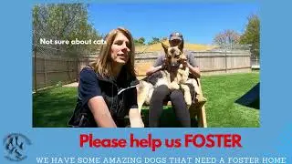 Amazing dogs that need a foster home