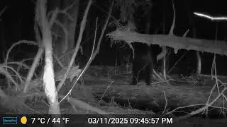 Back Scratching Bear Creek Black Bear