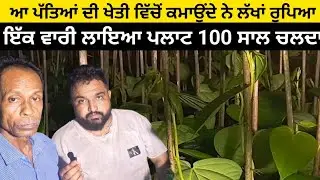 ਆ ਪੱਤਿਆਂ ਦੀ ਖੇਤੀ ਵਿੱਚੋਂ ਕਮਾਉਂਦੇ ਨੇ ਲੱਖਾਂ ਰੁਪਿਆ ਇੱਕ ਵਾਰੀ ਲਾਇਆ ਪਲਾਟ 100 ਸਾਲ ਚਲਦਾ @preetsyaan