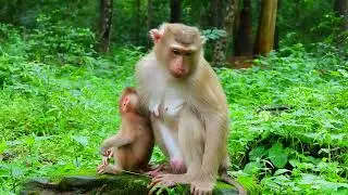 /Funny Monkey monkey funny moments, monkey eating fruit, wild animals, funny animals