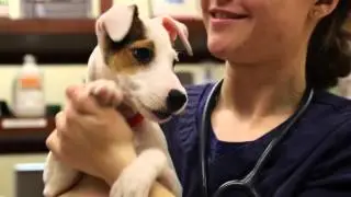 Prairie Animal Hospital Daisy's First Day