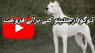 Dogo Argentino Dog Available For Sale In Pakistan | Imported Dog |