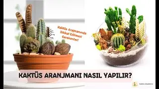 KAKTÜS ARANJMANI YAPIMI | NELERE DİKKAT EDİLMELİ?