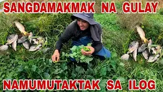 Sangdamakmak Na Gulay Ang Natagpuan Namin Sa Ilog Ng Taiwan