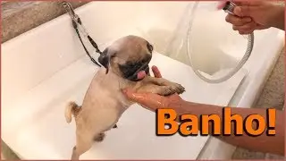 Primeiro banho do Xerife | Pug
