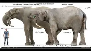 Deinotherium Sounds