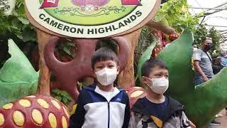 Cameron Highland Day Trip - Big Red Strawberry Farm, Kok Lim Strawberry Farm..