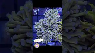 Website update coming soon! #aquarium #coral #coralporn #coralreef #corals #coraltank #eatsleepreef