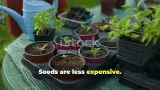 Rooftop Tomato Farming  Urban Gardening: Process of Growing Tomatoes on a High-Rise Rooftop
