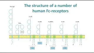 Fc receptors in human
