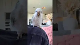 Her bird likes to dance to her singing 😂