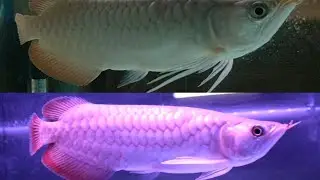 Super Red Arowana Update | after tail Trimming | arowana growth update | Asian arowana | India