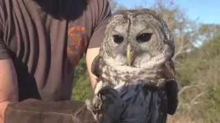 Owl found abandoned where Arboretum San Antonio will be developed, now fully rehabilitated