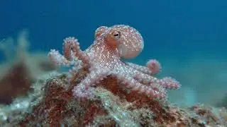 ⚠️ &ldquo;2 Rare Animals More Dangerous Than You Think!&rdquo;