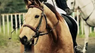 Docko : Horse Jumping