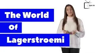 Lagerstroemia Tree | Flowering Tree Used In Landscaping | How To Grow | @leaf.loom_byali