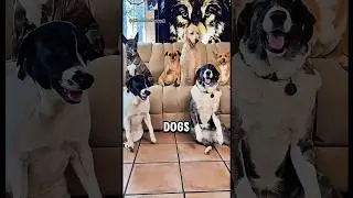 Remember Their Names #cutedogs #petfun #doglover #petsrule #dogs #dogshorts #pets #fyp