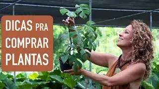 Como ESCOLHER a MELHOR PLANTA na hora de COMPRAR
