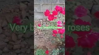 very beautiful roses #video #