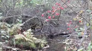 Creek.