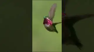 During courtship, male calliope hummingbirds hover at an accelerated 95 flaps per second