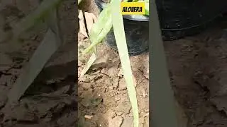 Alovera 🎋 #viral #youtube #tree #shorts