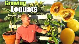 Growing Loquat Trees From Seed - Chinese Plum | Ep3