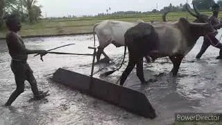 bullock  racing incultivate agriculture land two framer  training the bullock cow videos
