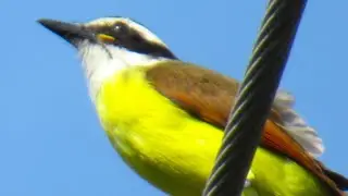 Great Kiskadee Beautiful Bird Call Bird Song