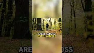 Сотни исчезают в национальных парках&hellip; И никто не знает, почему